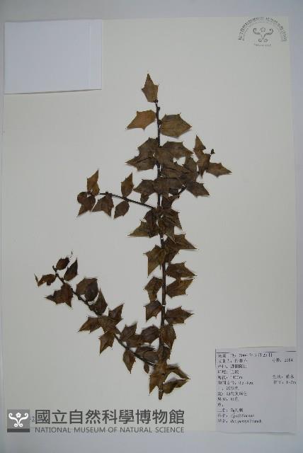 貓兒刺藏品圖，第1張