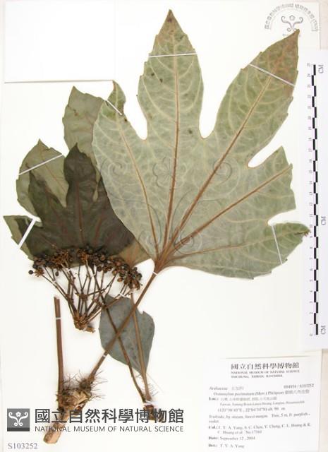 蘭嶼八角金盤藏品圖，第1張