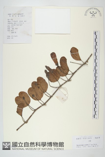 登錄號:S127252藏品圖，第1張