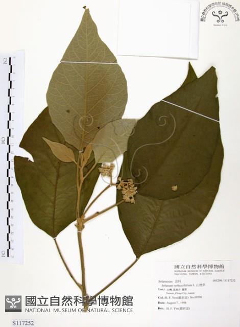 山煙草藏品圖，第1張