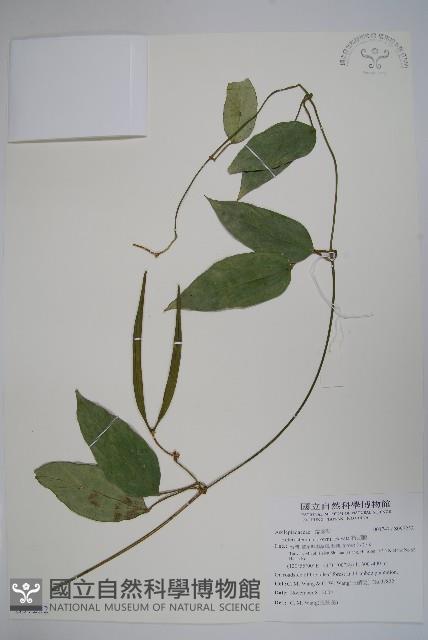 布朗藤藏品圖，第1張