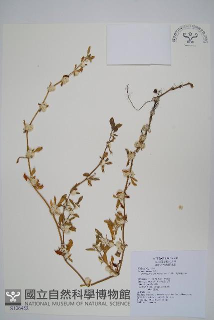 匙葉蓮子草藏品圖，第1張