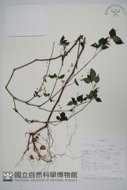 登錄號:S096452藏品圖，第1張