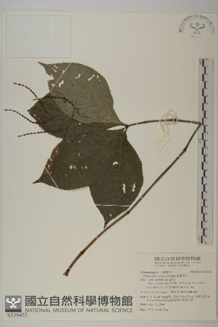 Accession Number:S136452 Collection Image, Figure 1, Total 2 Figures