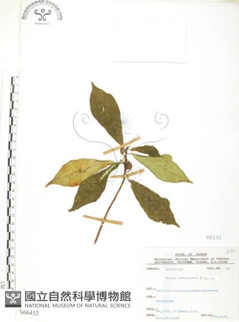 天仙果、臺灣榕藏品圖，第1張