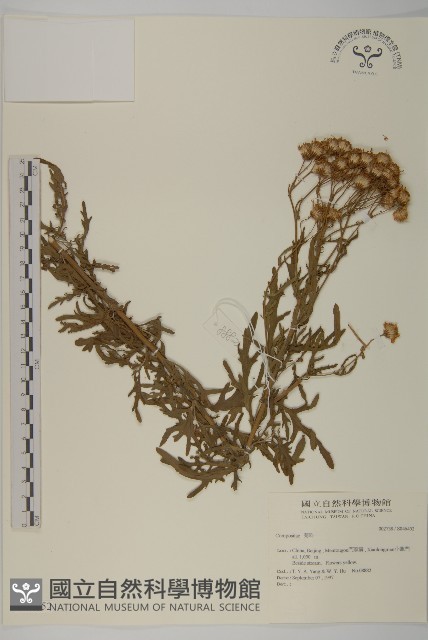 登錄號:S046452藏品圖，第1張