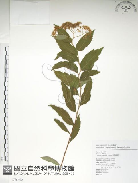 臺灣繡線菊藏品圖，第1張