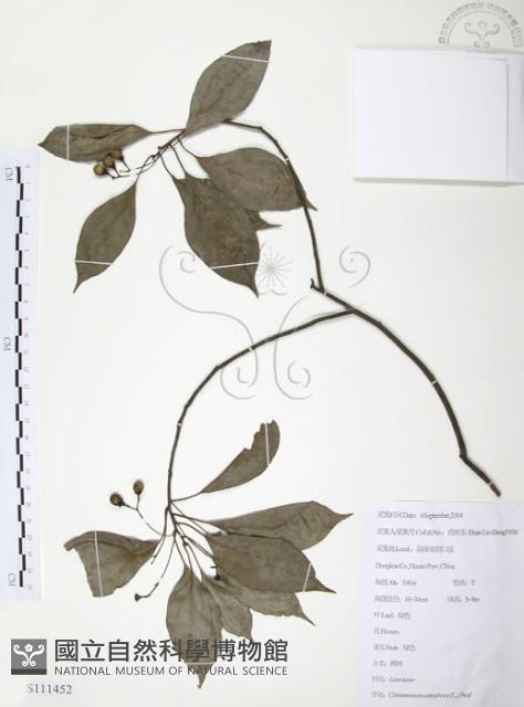 樟樹藏品圖，第1張