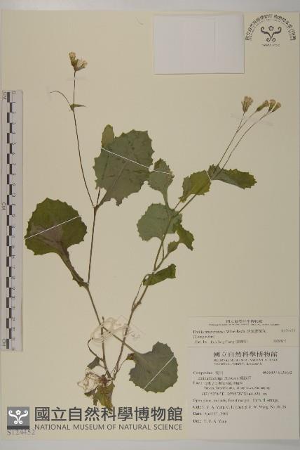 粉黃纓絨花藏品圖，第1張