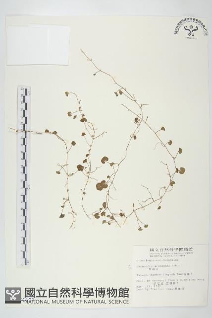 馬蹄金藏品圖，第1張