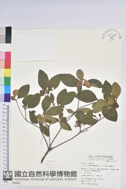 守城滿山紅、馬禮士杜鵑藏品圖，第1張