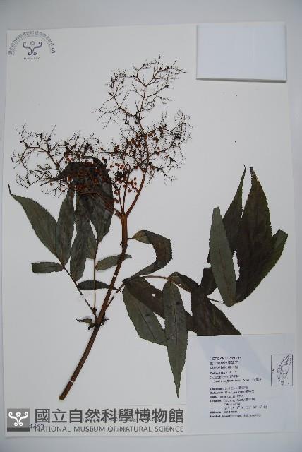 冇骨消藏品圖，第1張