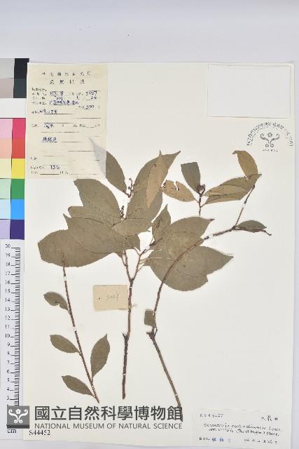 綠背桂花藏品圖，第1張