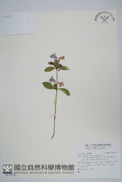 登錄號:S123452藏品圖，第1張