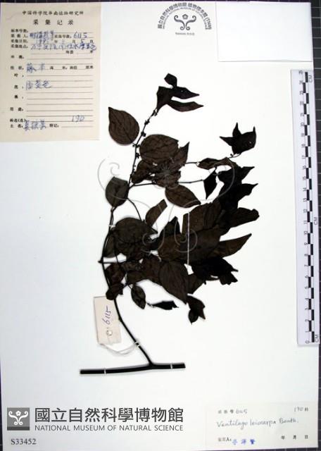 光果翼核木藏品圖，第1張