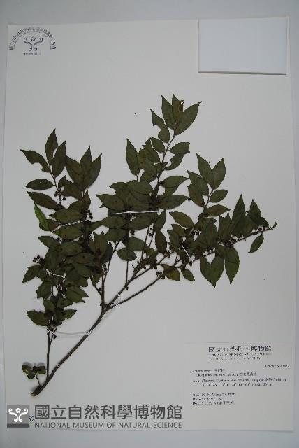 密毛假黃楊藏品圖，第1張