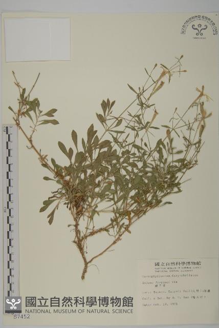 蠅子草藏品圖，第1張