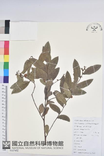 紅毛饅頭果藏品圖，第1張