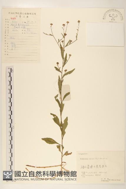 雞兒腸藏品圖，第1張