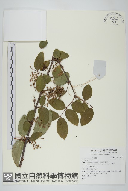 登錄號:S137452藏品圖，第1張