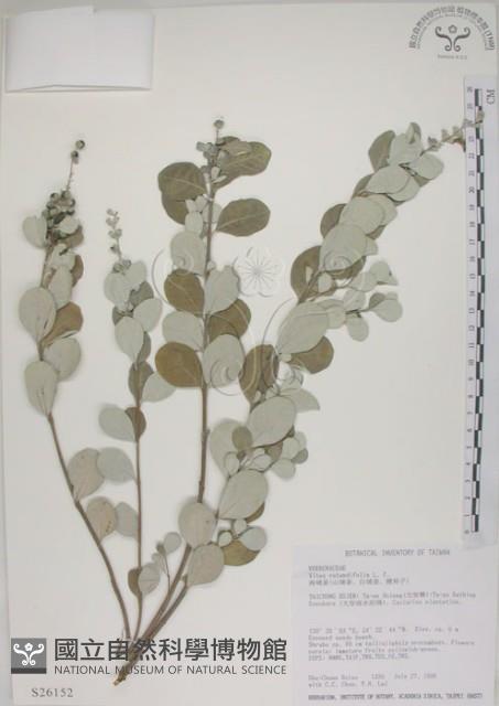 海埔姜藏品圖，第1張