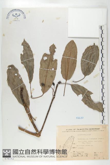 薄葉虎皮楠藏品圖，第1張