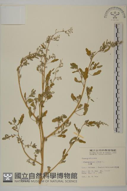 藜、灰藜藏品圖，第1張