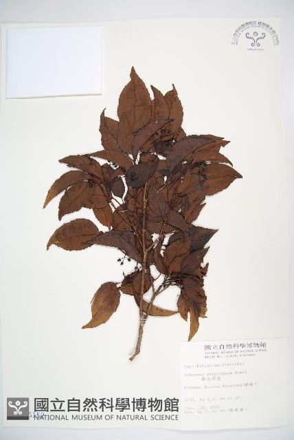 高山莢迷藏品圖，第1張