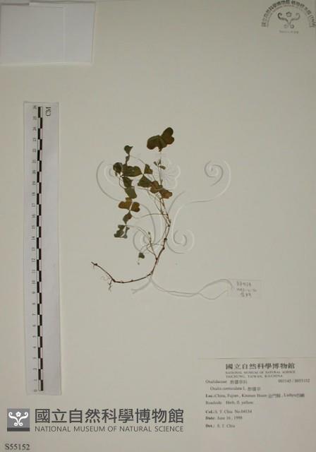 酢漿草藏品圖，第1張