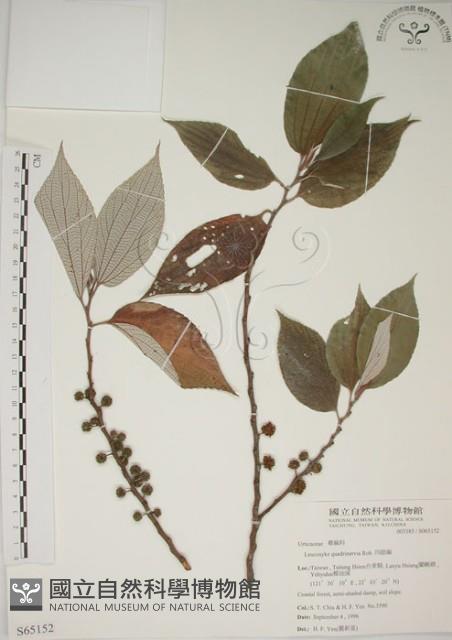 四脈麻藏品圖，第1張