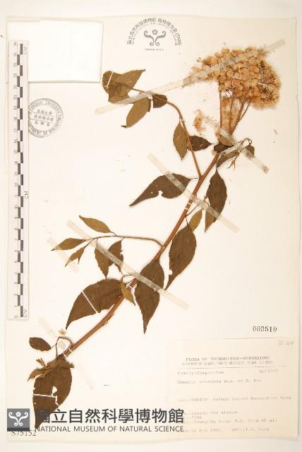 蔓黃菀藏品圖，第1張