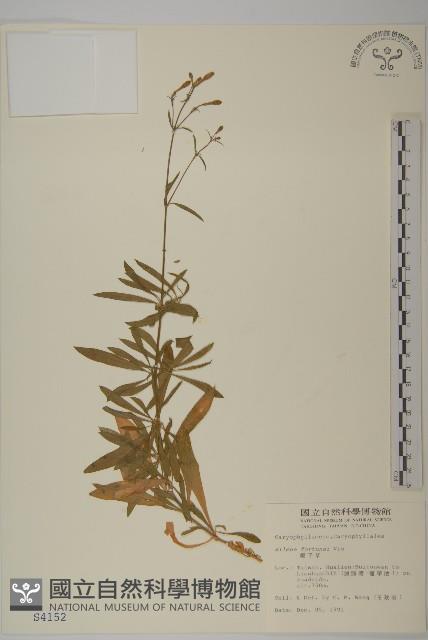 蠅子草藏品圖，第1張