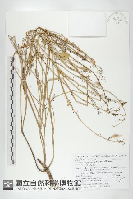 濱萊菔藏品圖，第1張