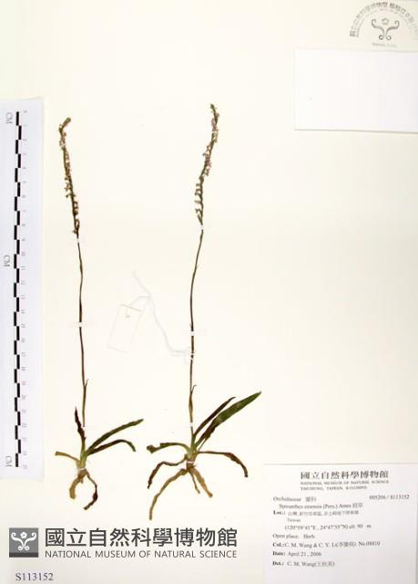 綬草藏品圖，第1張