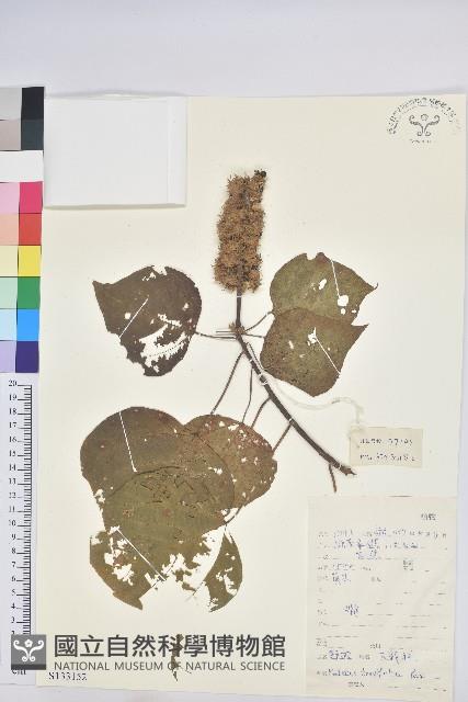 野桐藏品圖，第1張