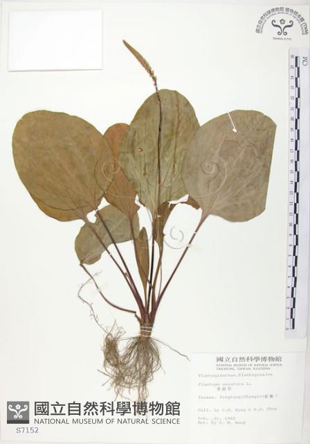 車前草藏品圖，第1張