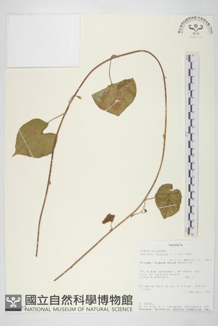 野牽牛藏品圖，第1張