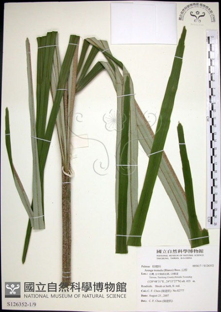 山棕藏品圖，第1張