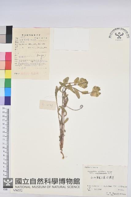 蘇州大戟藏品圖，第1張