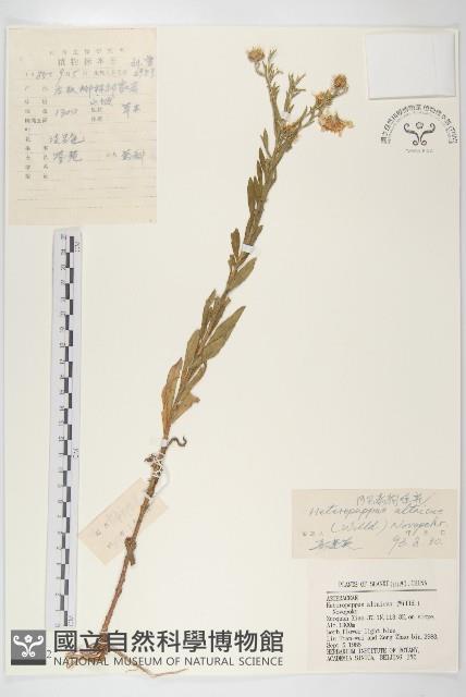 阿爾泰狗哇花藏品圖，第1張