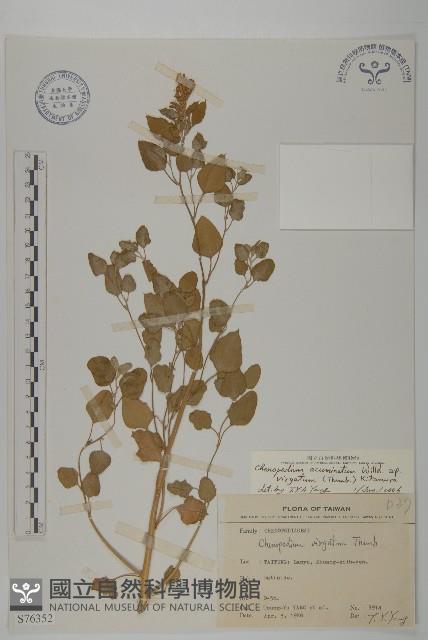 變葉藜藏品圖，第1張