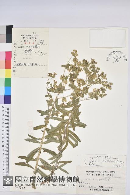 大戟藏品圖，第1張