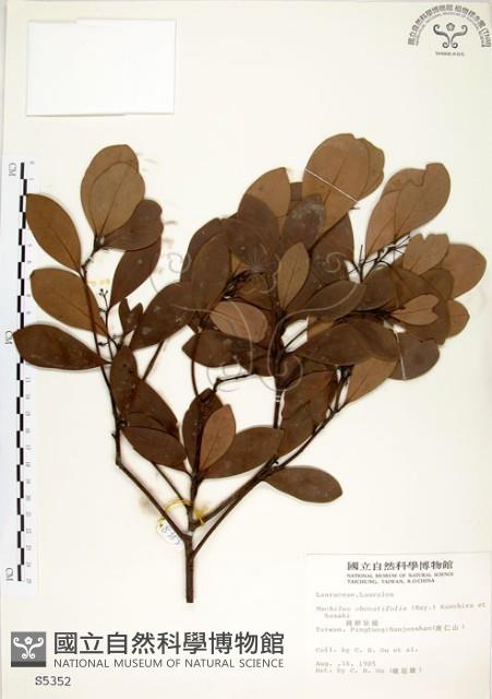 恆春楨楠藏品圖，第1張