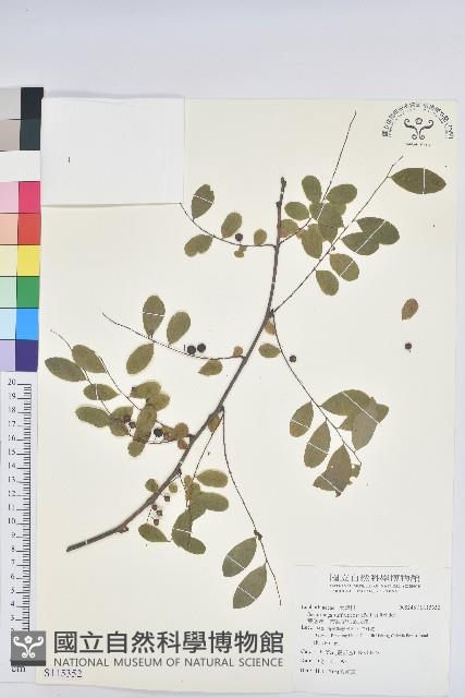 葉底珠、市蔥密花葉底珠藏品圖，第1張