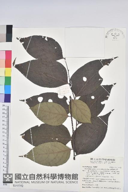 錫蘭饅頭果，香港饅頭果，大葉饅頭果，香港算盤子藏品圖，第1張