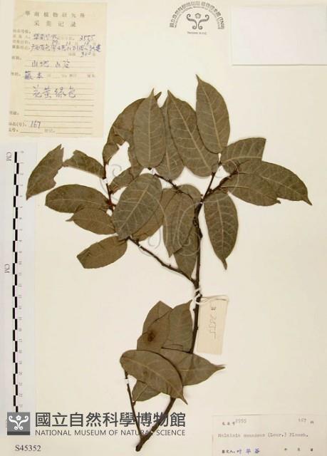 盤龍木、牛筋藤藏品圖，第1張