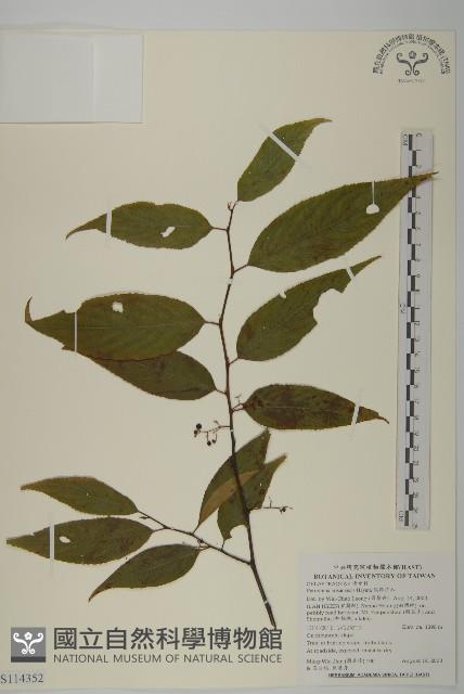 佩羅特木藏品圖，第1張