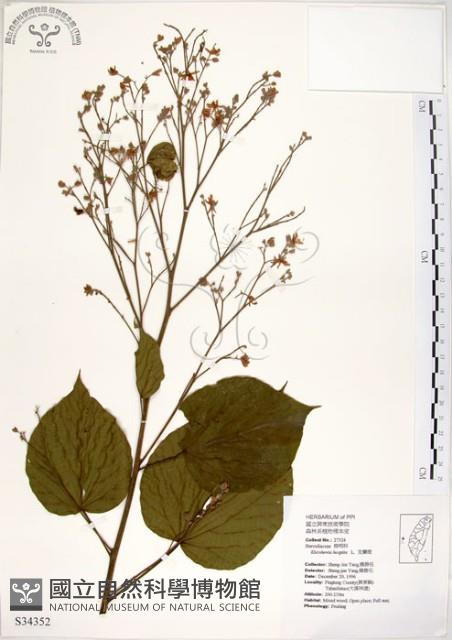 克蘭樹藏品圖，第1張