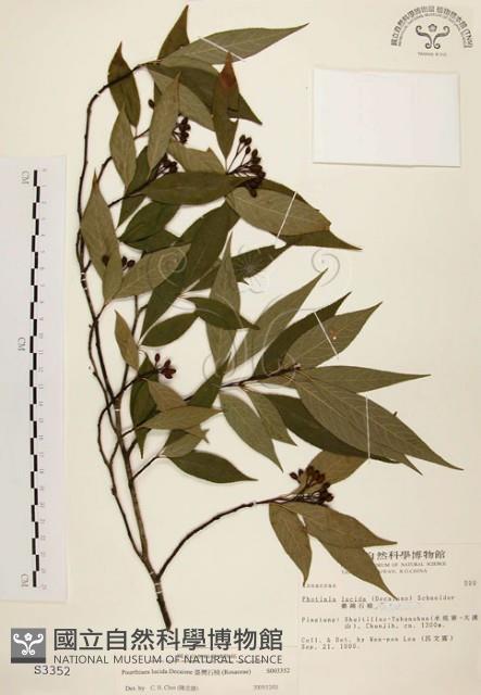 中華石楠藏品圖，第1張