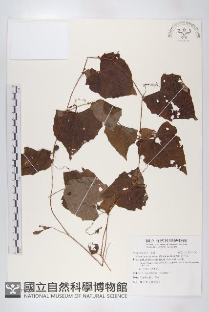 鈕子瓜藏品圖，第1張